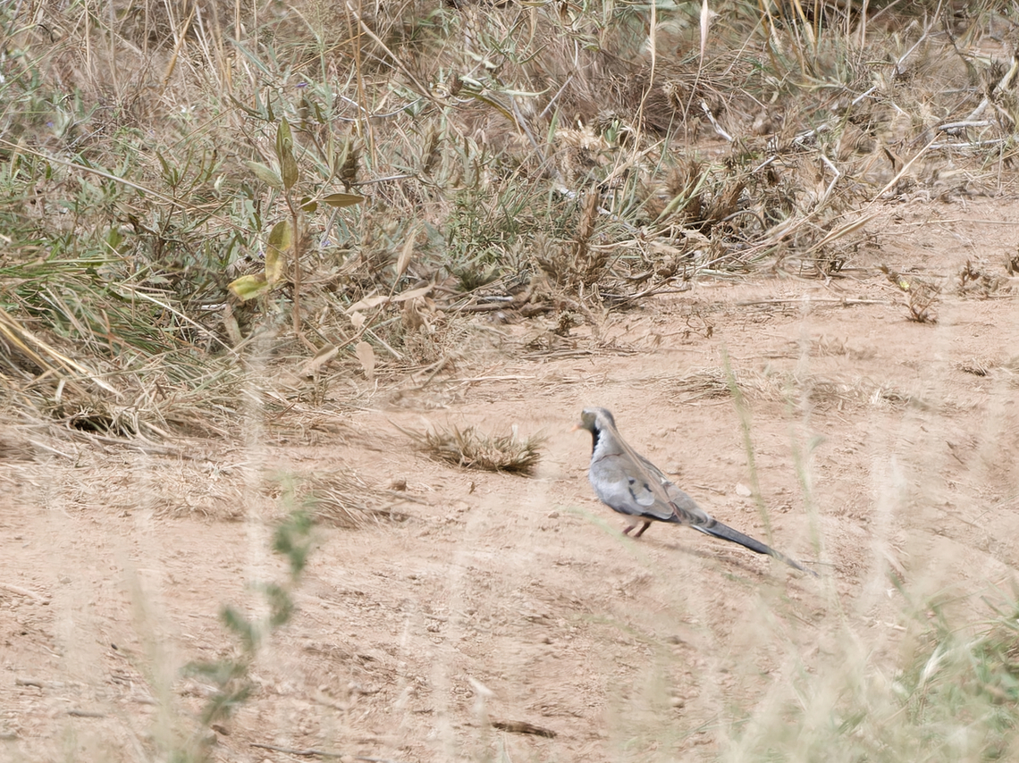 Namaqua Dove  Geotagged,Kenya,Namaqua Dove,Oena capensis,Winter