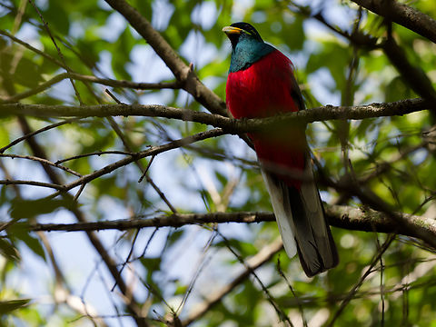 Narina Trogon  Apaloderma narina,Geotagged,Kenya,Narina Trogon,Summer