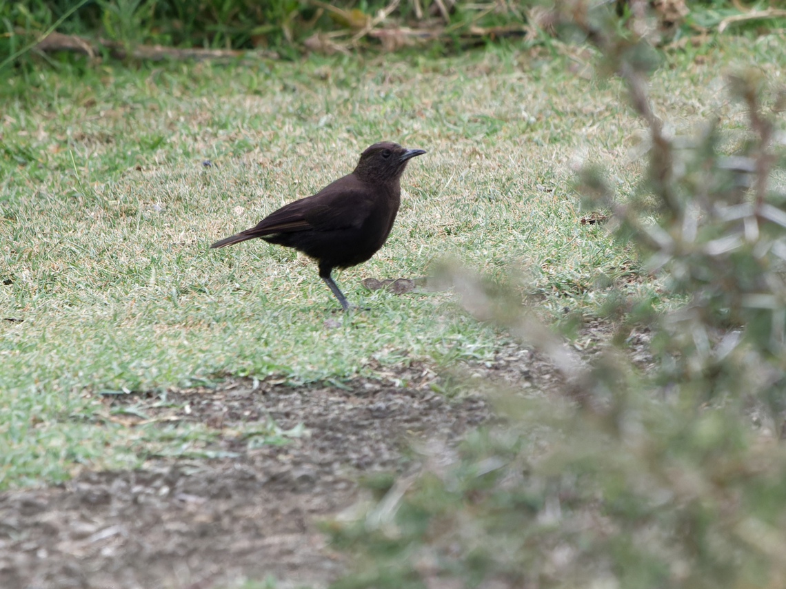 Northern Anteater-Chat eBird name; IOC 14.1 now Anteater-chat. The (former) Southern Anteater-Chat Myrmecocichla formicivora is now Ant-eating Chat. Taxonomy :(  Anteater chat,Geotagged,Kenya,Myrmecocichla aethiops,Summer