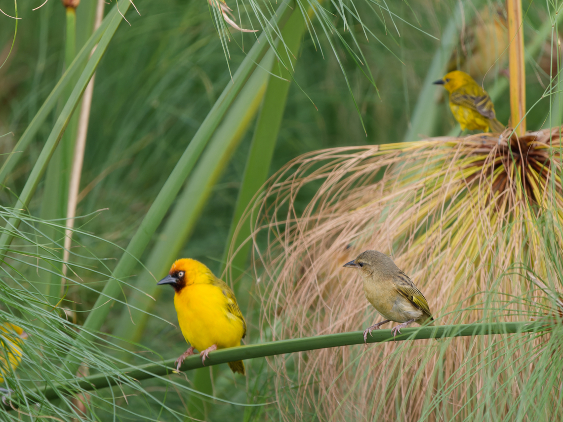 Northern Brown-throated Weaver, Kenya  Geotagged,Kenya,Northern brown-throated weaver,Ploceus castanops,Summer