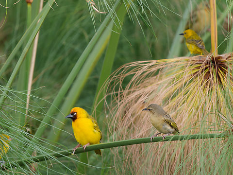 Northern brown-throated weaver