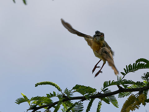 Northern Crombec flying by, Kenya Bird in motion Geotagged,Kenya,Northern crombec,Sylvietta brachyura,Winter