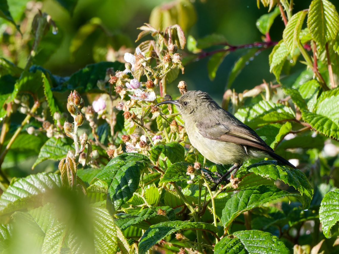 Northern Double-collared Sunbird female, Kenya female Cinnyris reichenowi,Geotagged,Kenya,Northern double-collared sunbird,Summer