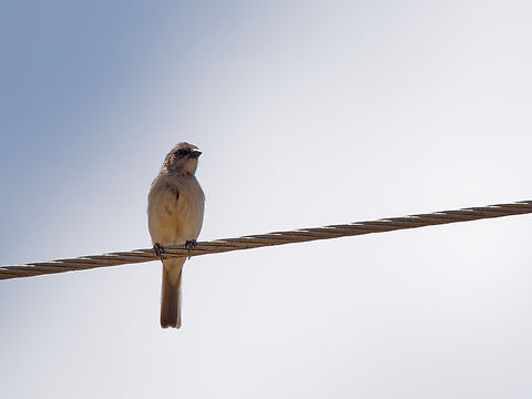 Northern grey-headed sparrow