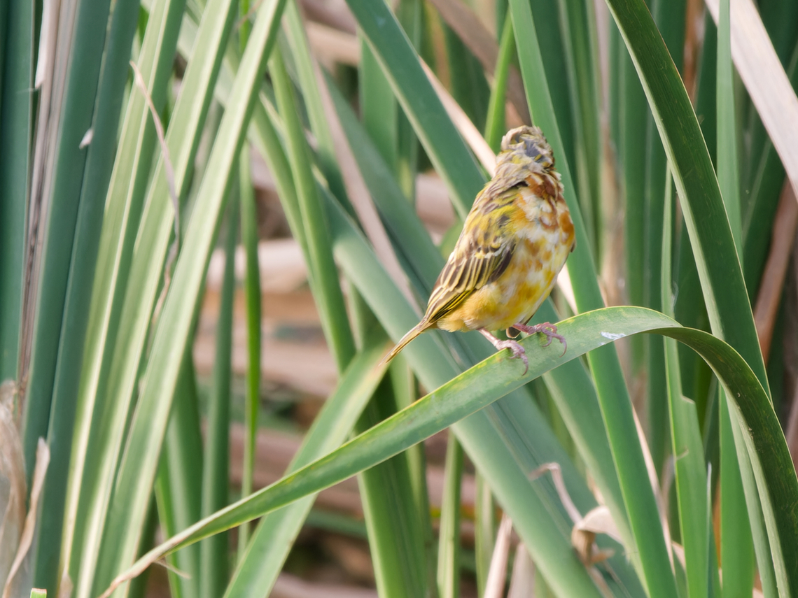 Northern Masked Weaver malting, Kenya malting Geotagged,Kenya,Northern masked weaver,Ploceus taeniopterus,Winter