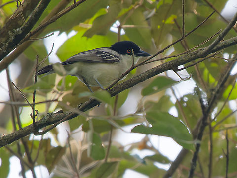 Northern Puffback, Kenya  Dryoscopus gambensis,Geotagged,Kenya,Northern puffback,Winter