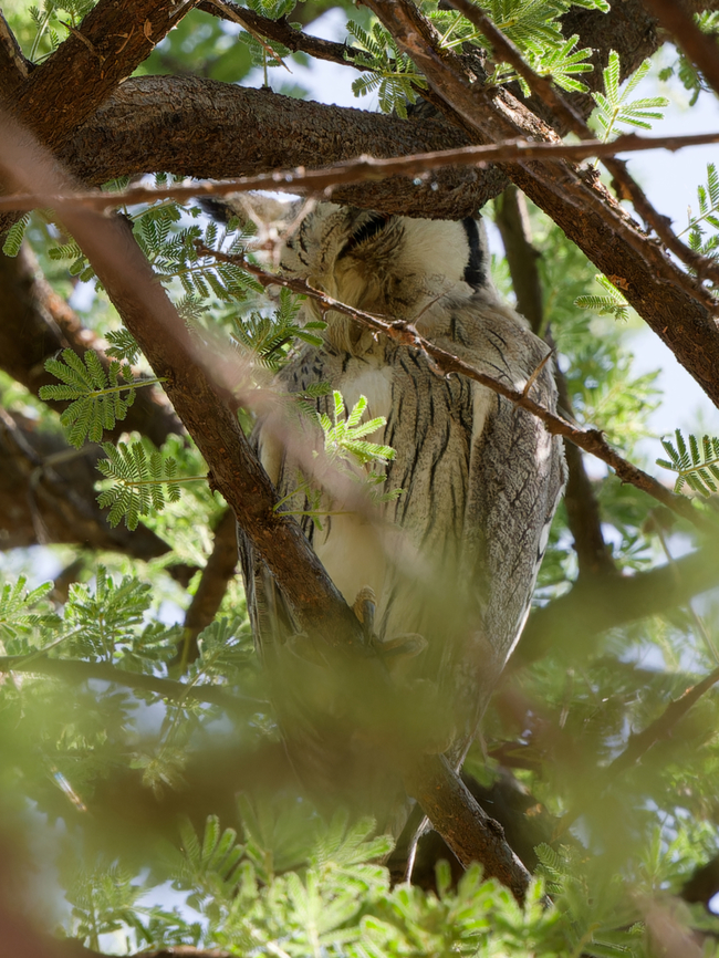 Northern White-faced Owl hiding, Kenya hiding away. Obviously did not want to be more than mere documented. Geotagged,Kenya,Northern white-faced owl,Ptilopsis leucotis,Winter