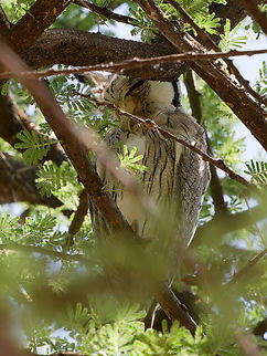 Northern White-faced Owl hiding, Kenya hiding away. Obviously did not want to be more than mere documented. Geotagged,Kenya,Northern white-faced owl,Ptilopsis leucotis,Winter