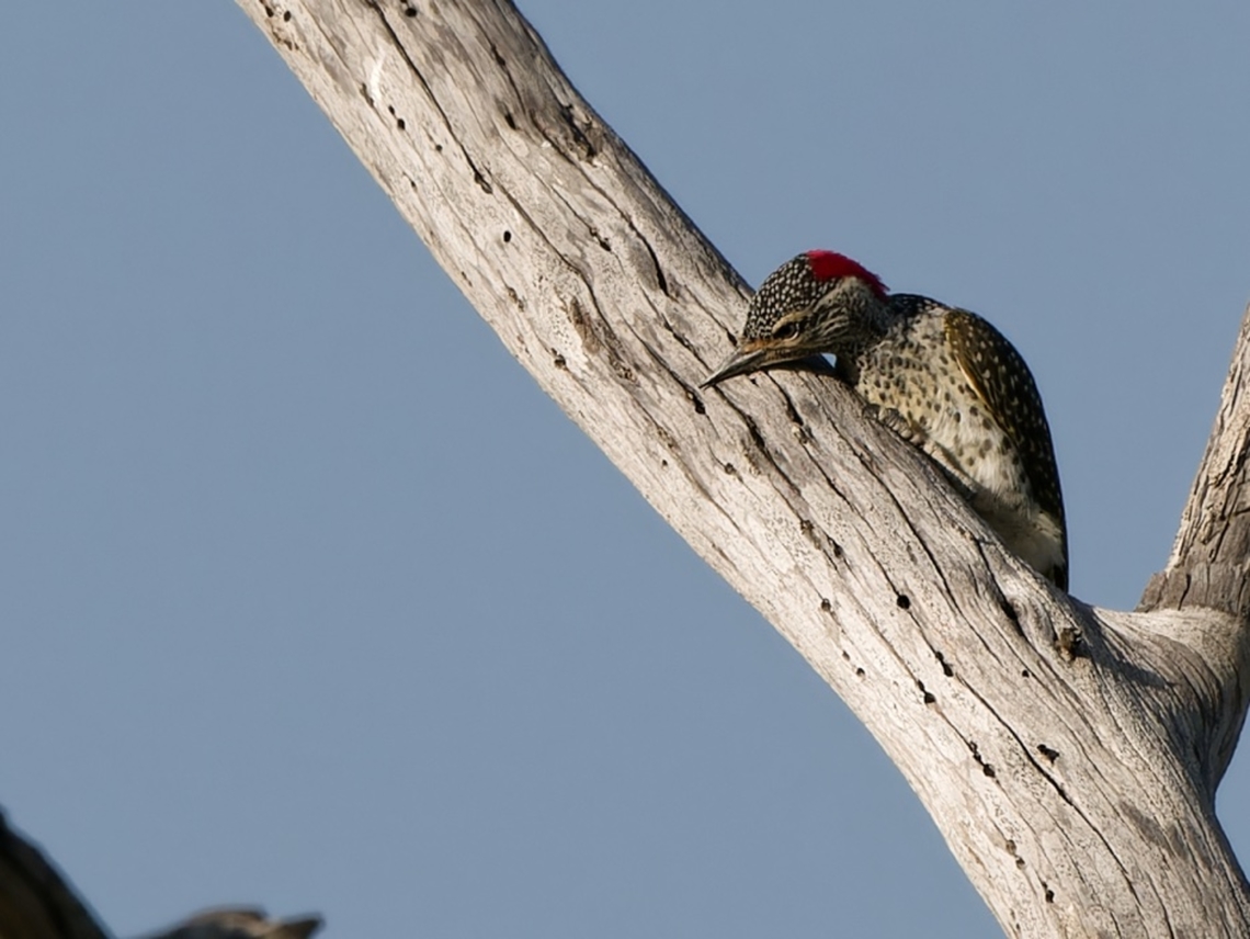 Nubian Woodpecker, Kenya relaxing after he had pulled out all the thorns (only the holes are still visible) Campethera nubica,Geotagged,Kenya,Nubian woodpecker,Summer