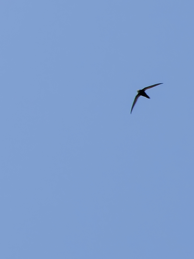 Nyanza Swift, Kenya  Apus niansae,Geotagged,Kenya,Nyanza swift,Winter