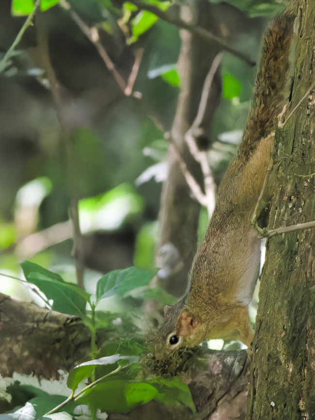Ochre Bush Squirrel, Kenya we thought it was Yoga, but were told it is a common resting position Geotagged,Kenya,Ochre bush squirrel,Paraxerus ochraceus,Winter
