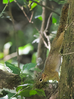 Ochre Bush Squirrel, Kenya we thought it was Yoga, but were told it is a common resting position Geotagged,Kenya,Ochre bush squirrel,Paraxerus ochraceus,Winter