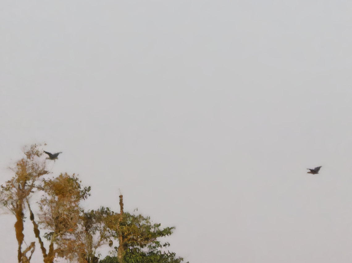 Olive Ibis flying in the dawn, Kenya  Bostrychia olivacea,Geotagged,Kenya,Olive ibis,Summer