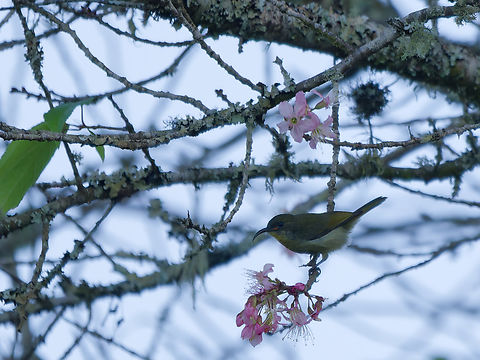 Olive Sunbird, Kenya  Cyanomitra olivacea,Geotagged,Kenya,Olive sunbird,Summer