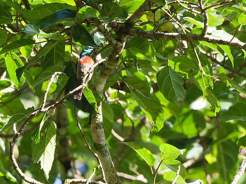 Olive-bellied Sunbird, Kenya  Cinnyris chloropygia,Geotagged,Kenya,Olive-bellied sunbird,Winter