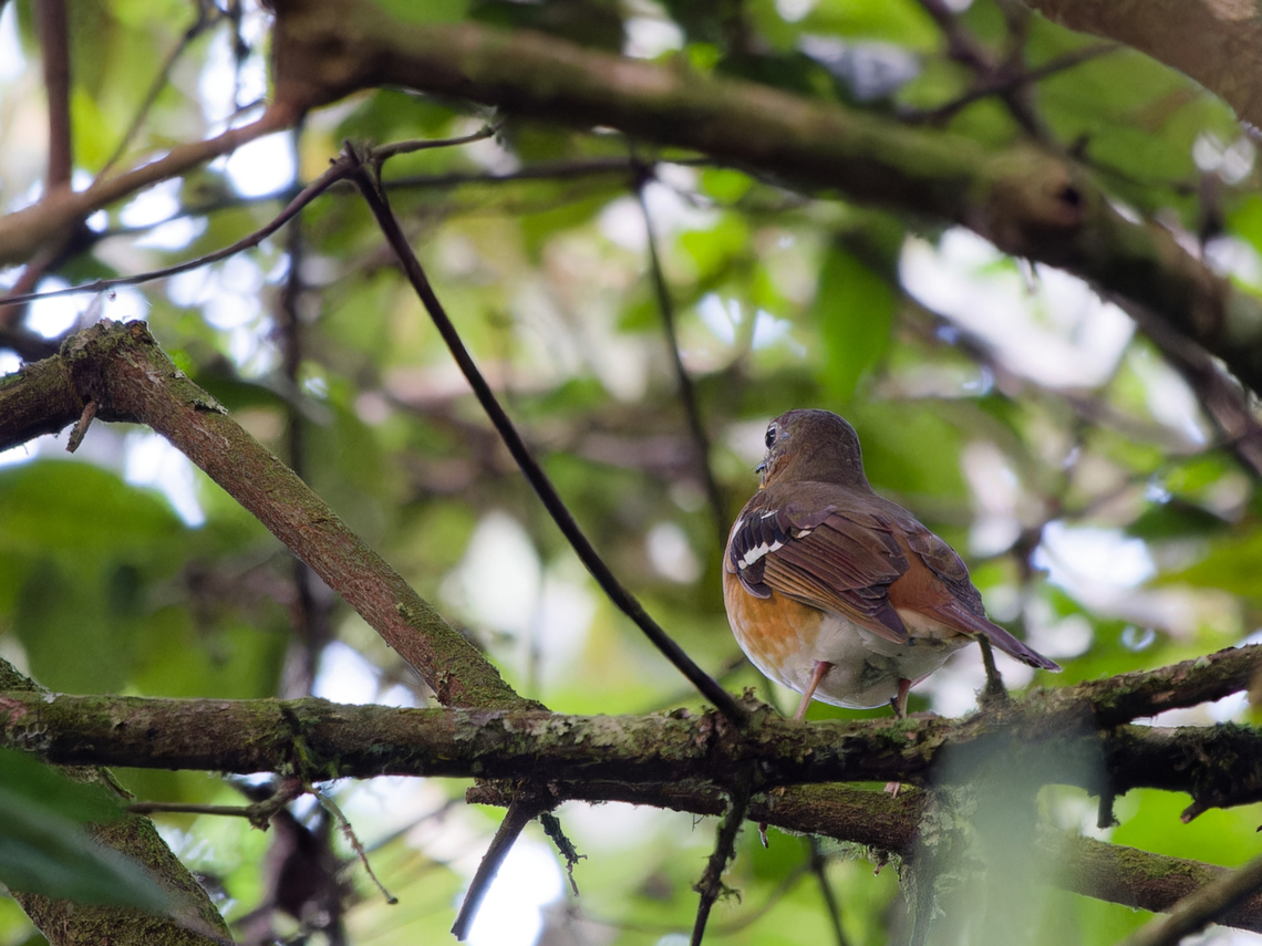 Orange Ground-Thrush, Kenya  Geokichla gurneyi,Geotagged,Kenya,Orange ground thrush,Summer