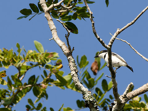 Pale Batis, Kenya Batis soror,Geotagged,Kenya,Pale batis,Summer