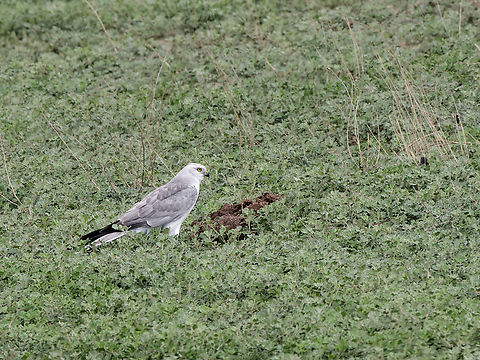 Pallid Harrier on the ground, Kenya  Circus macrourus,Geotagged,Kenya,Pallid harrier,Summer