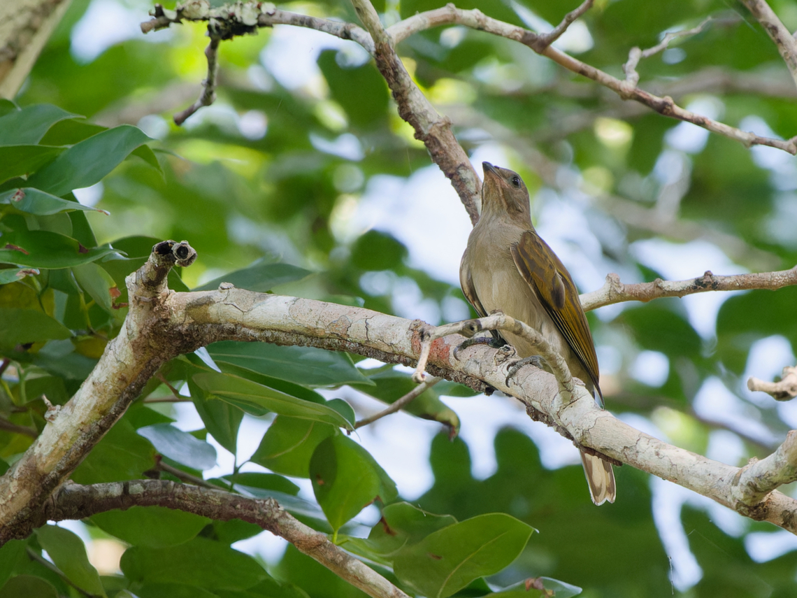Pallid Honeyguide, Kenya  Geotagged,Indicator meliphilus,Kenya,Pallid honeyguide,Summer