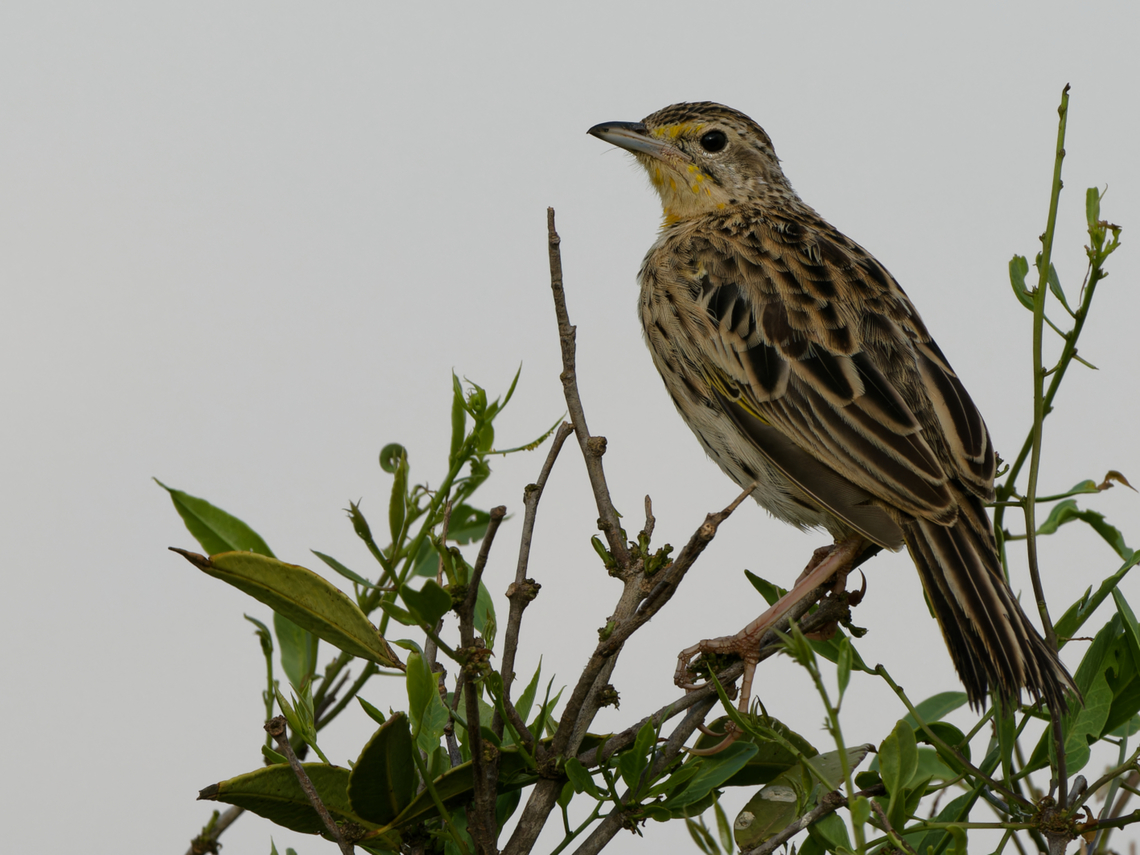 Pangani Longclaw, Kenya  Geotagged,Kenya,Macronyx aurantiigula,Pangani longclaw,Summer
