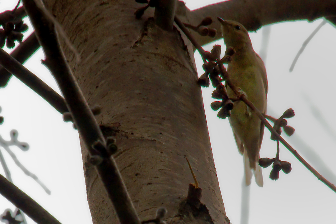Green Hylia, Uganda seen as missing species ;) Geotagged,Green hylia,Hylia prasina,Uganda,Winter