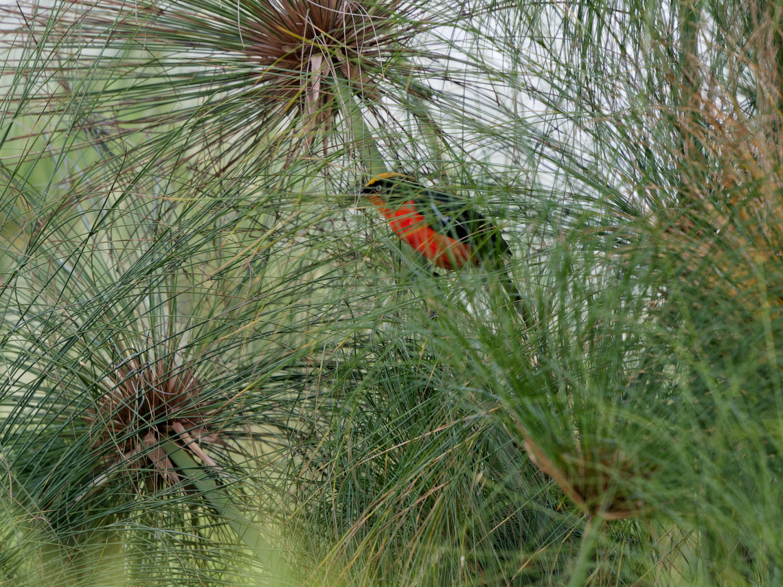 Papyrus Gonolek hidden, Kenya  Geotagged,Kenya,Laniarius mufumbiri,Papyrus gonolek,Summer
