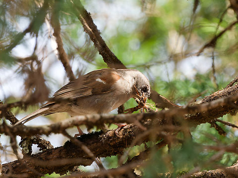 Parrot-billed Sparrow, Kenya  Geotagged,Kenya,Parrot-billed sparrow,Passer gongonensis,Winter