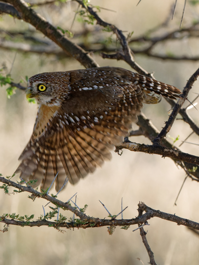 Pearl-spotted Owlet flying, Kenya  Geotagged,Glaucidium perlatum,Kenya,Pearl-spotted Owlet,Winter