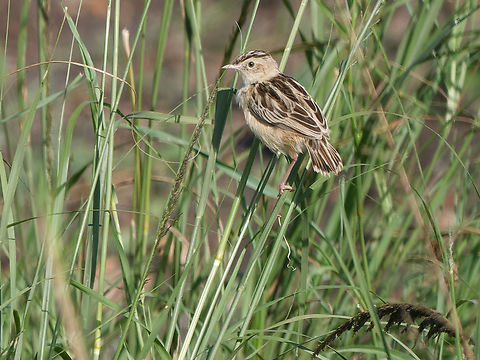 Pectoral-patch cisticola