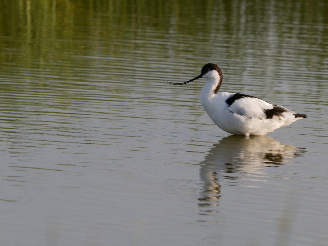 Pied Avocet, Kenya  Geotagged,Kenya,Pied Avocet,Recurvirostra avosetta,Summer