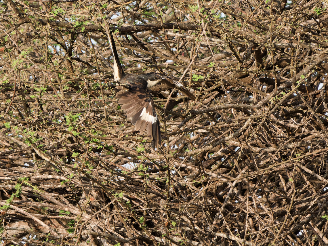 Jacobin Cuckoo, Kenya  Clamator jacobinus,Geotagged,Jacobin cuckoo,Kenya,Summer