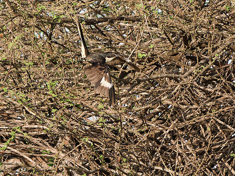 Jacobin Cuckoo, Kenya  Clamator jacobinus,Geotagged,Jacobin cuckoo,Kenya,Summer