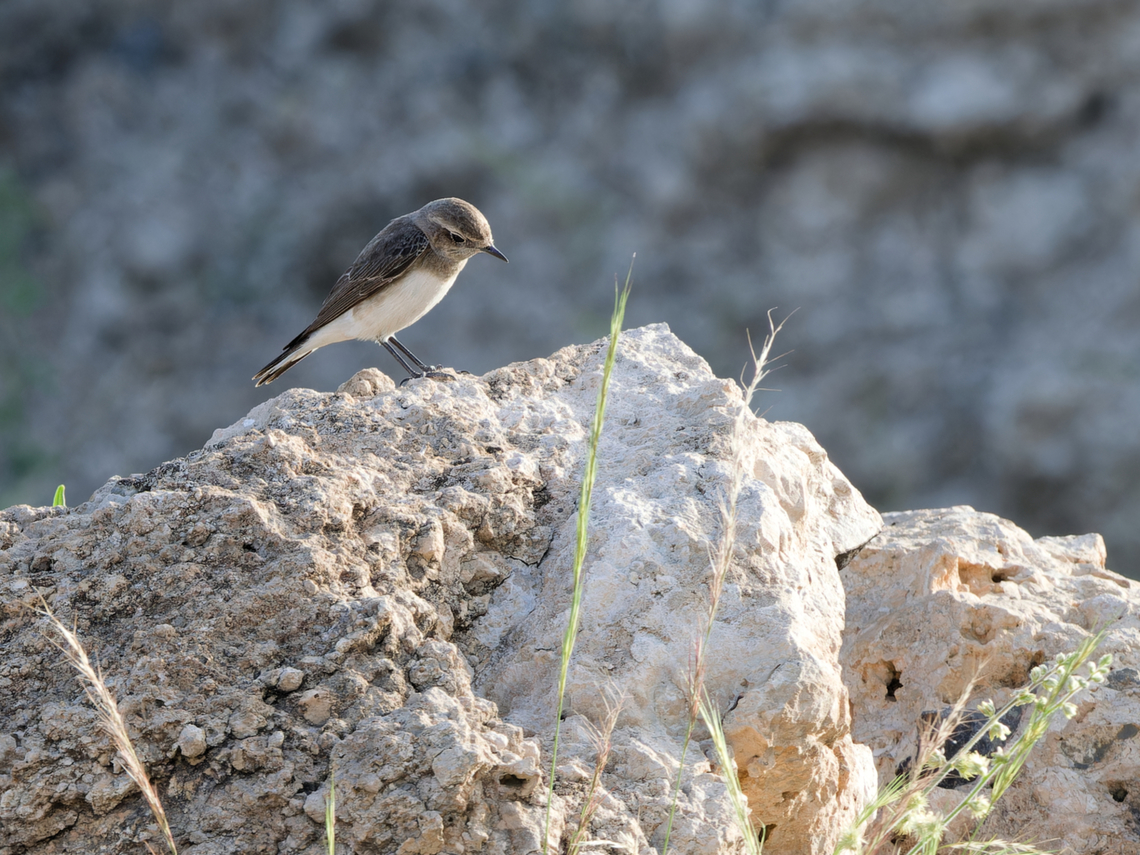 Pied Wheatear, Kenya juvenile Geotagged,Kenya,Oenanthe pleschanka,Pied wheatear,Winter
