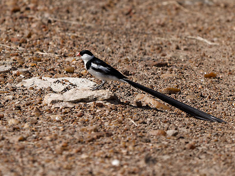 Pin-tailed Whydah, Kenya  Geotagged,Kenya,Pin-tailed whydah,Summer,Vidua macroura