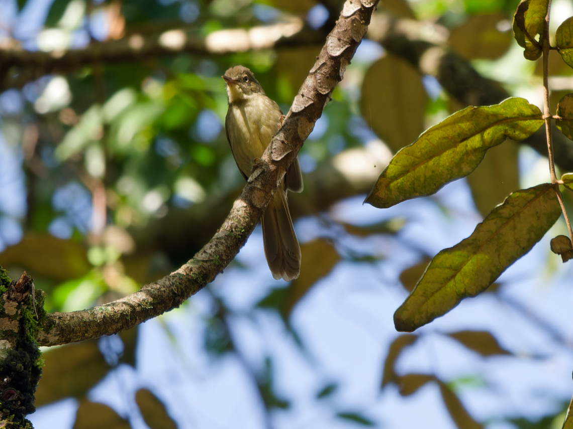 Plain Greenbul, Kenya  Eurillas curvirostris,Geotagged,Kenya,Plain greenbul,Winter