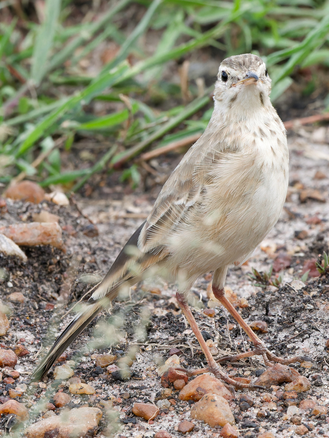 Plain-backed Pipit, Kenya  Anthus leucophrys,Geotagged,Kenya,Plain-backed pipit,Summer