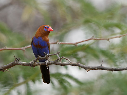 Purple Grenadier, Kenya  Geotagged,Kenya,Purple grenadier,Uraeginthus ianthinogaster,Winter