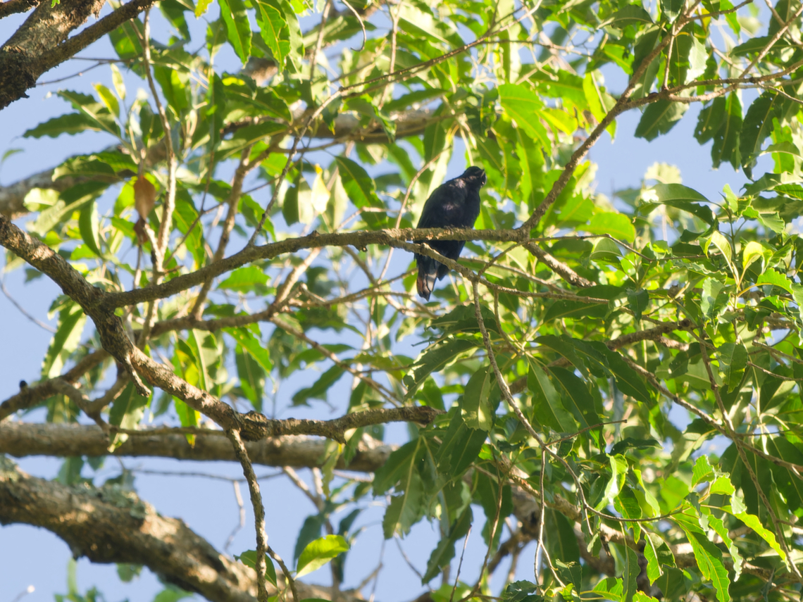 Purple-throated Cuckooshrike, Kenya  Campephaga quiscalina,Geotagged,Kenya,Purple-throated cuckooshrike,Winter