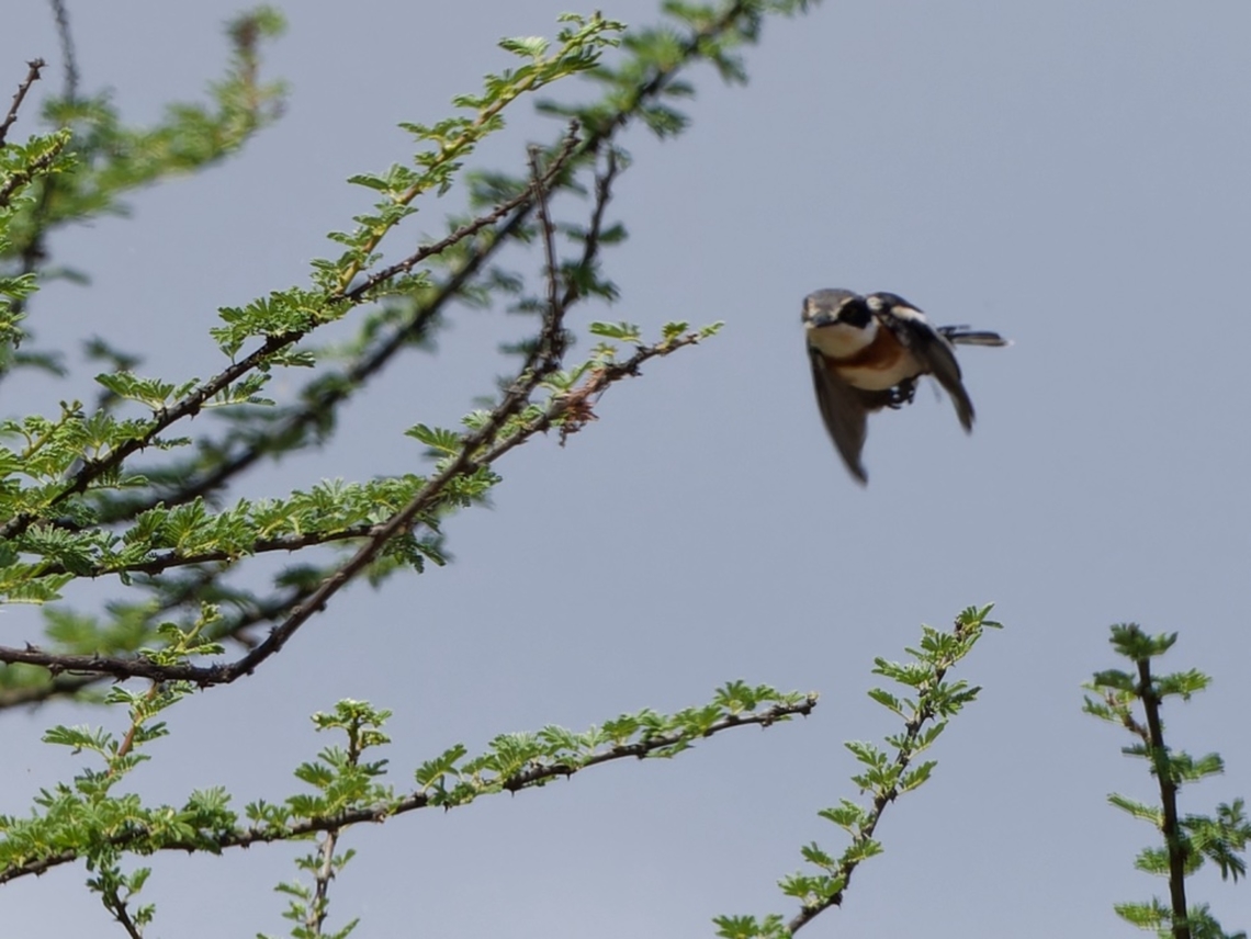Pygmy Batis flying, Kenya Finally the female came in flying ... Batis perkeo,Geotagged,Kenya,Polihierax semitorquatus,Pygmy batis,Pygmy falcon,Winter