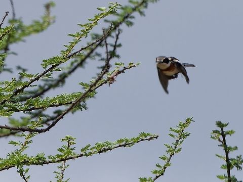 Pygmy Batis flying, Kenya Finally the female came in flying ... Batis perkeo,Geotagged,Kenya,Polihierax semitorquatus,Pygmy batis,Pygmy falcon,Winter