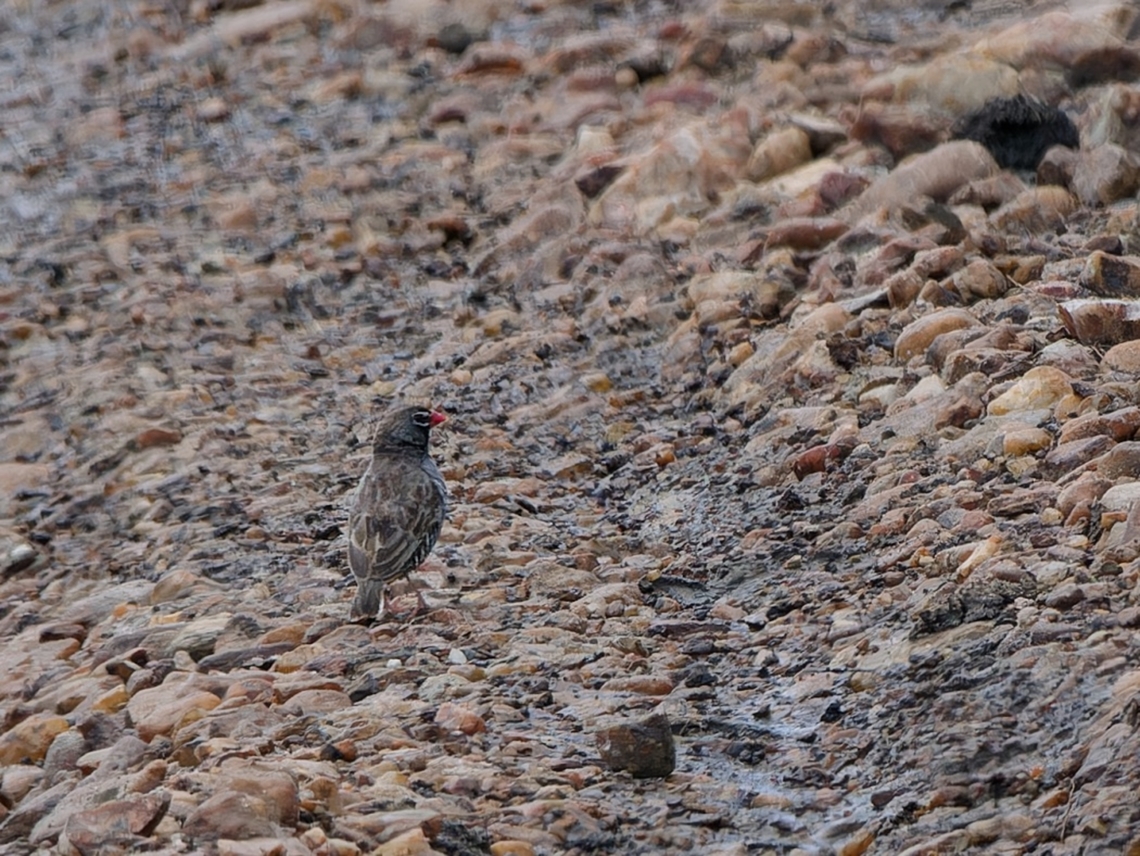 Quailfinch, Kenya  Geotagged,Kenya,Ortygospiza atricollis,Quailfinch,Summer