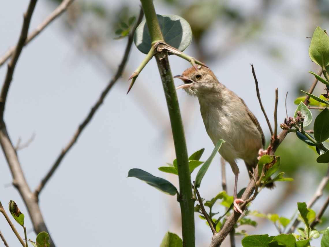 Rattling Cisticola, Kenya  Cisticola chiniana,Geotagged,Kenya,Rattling cisticola,Summer