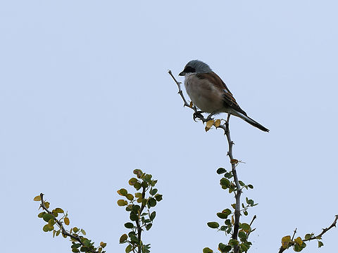 Red-backed Shrike, Kenya  Geotagged,Kenya,Lanius collurio,Red-backed Shrike,Summer