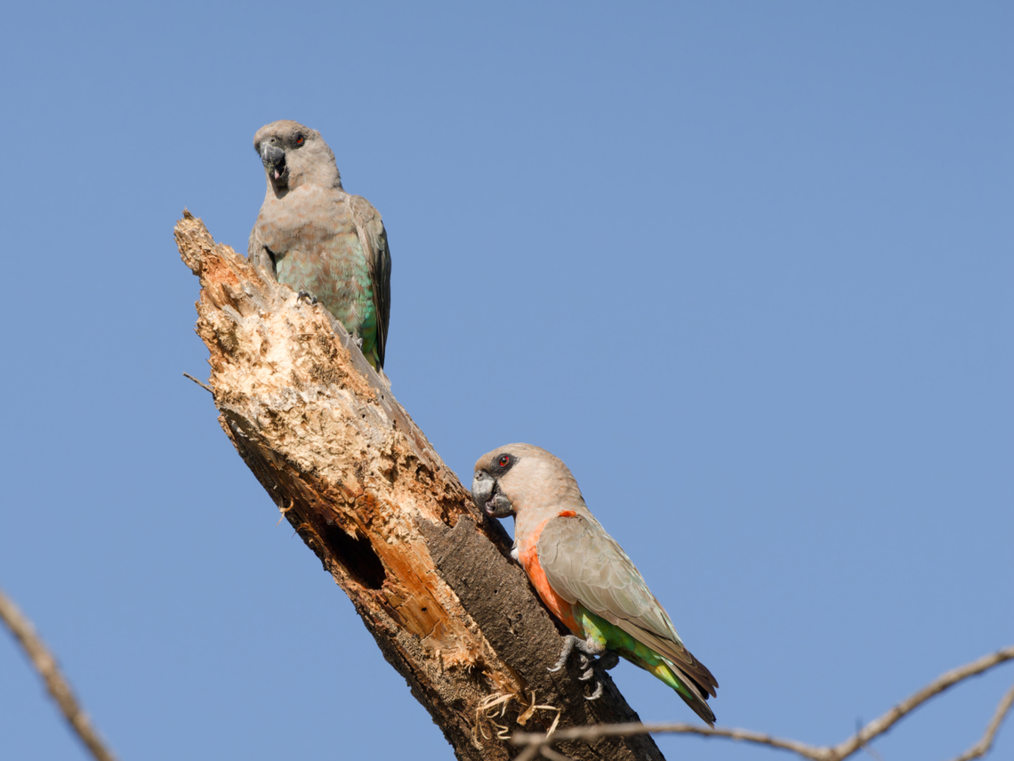 Red-bellied Parrot, couple, Kenya  Geotagged,Kenya,Poicephalus rufiventris,Red-bellied parrot,Winter