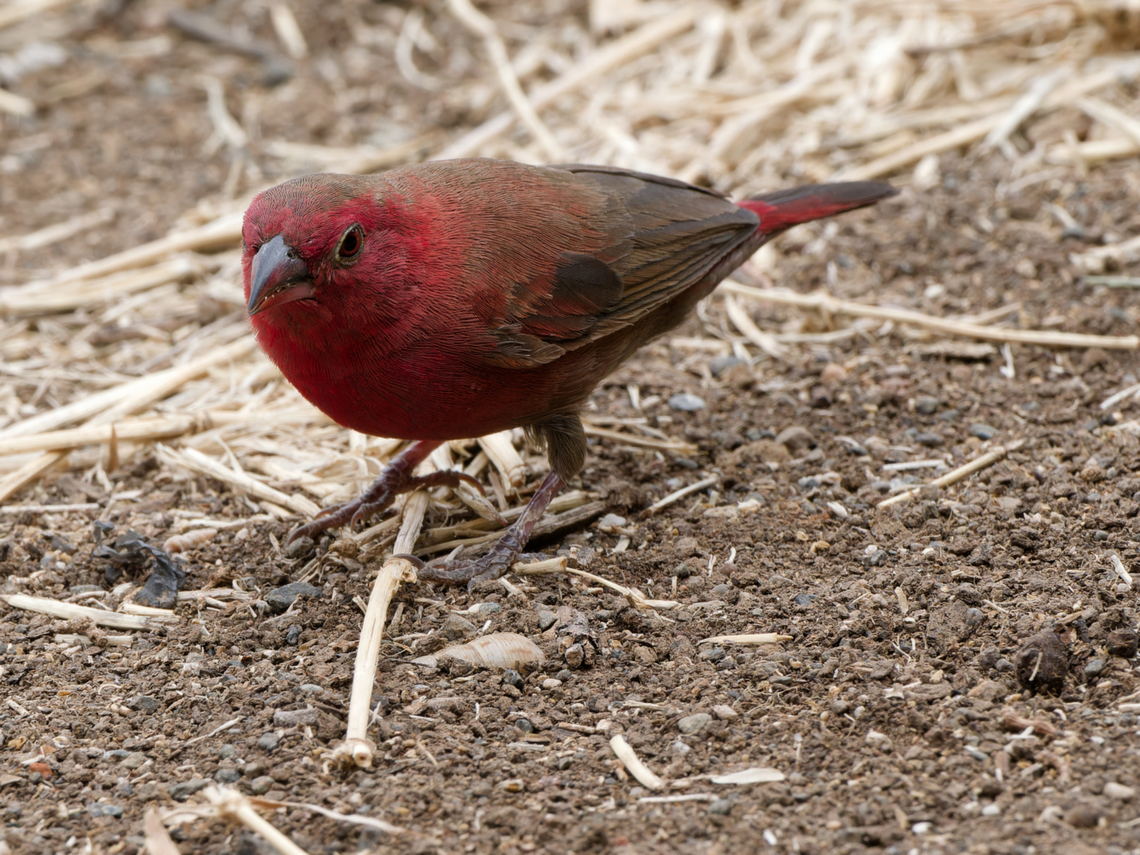 Red-billed Firefinch, Kenya  Geotagged,Kenya,Lagonosticta senegala,Red-billed Firefinch,Winter