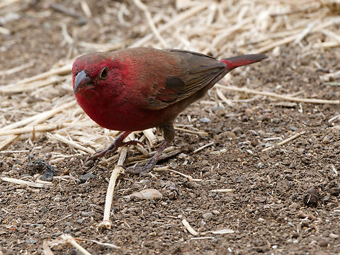 Red-billed Firefinch, Kenya  Geotagged,Kenya,Lagonosticta senegala,Red-billed Firefinch,Winter
