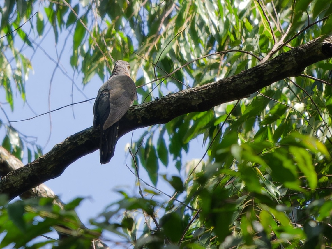 Red-chested Cuckoo, Kenya  Cuculus solitarius,Geotagged,Kenya,Red-chested Cuckoo,Winter