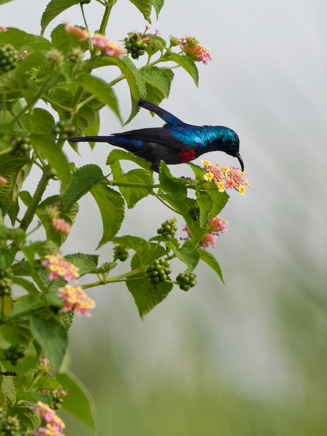 Red-chested Sunbird, Kenya  Cinnyris erythrocercus,Geotagged,Kenya,Red-chested sunbird,Summer