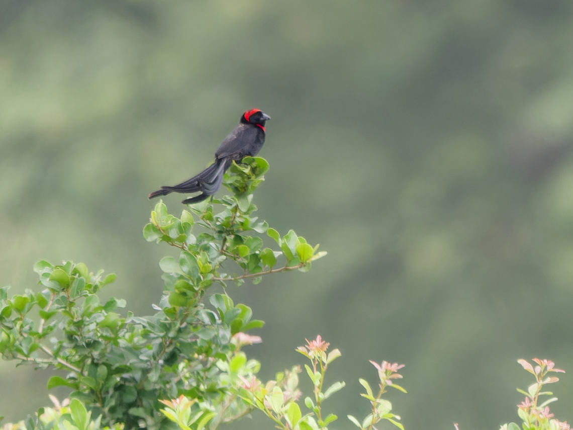 Red-cowled Widowbird, Kenya  Euplectes laticauda,Geotagged,Kenya,Summer