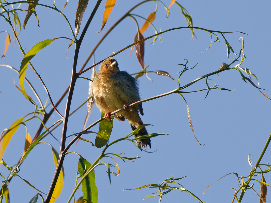 Red-faced Cisticola, Kenya  Cisticola erythrops,Geotagged,Kenya,Red-faced cisticola,Summer